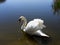 Thirsty mute swan with water drop