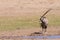 Thirsty Oryx drinking water at pond