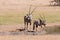 Thirsty Oryx drinking water at pond in hot