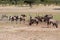 Thirsty Oryx drinking water at pond in hot and dry desert