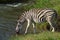 Thirsty plains zebra - equus quagga quenching their thirst on a hot dry summer day in a Johannesburg game reserve