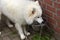 Thirsty samoyed  drinking water