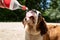 thirsty st. bernard dog drinking from plastic bottle outdoors in hot summer day, water splashes and sprays