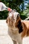 thirsty st. bernard dog drinking from plastic bottle outdoors in hot summer day, water splashes and sprays