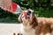 thirsty st. bernard dog drinking from plastic bottle outdoors in hot summer day, water splashes and sprays