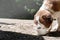 thirsty st. bernard dog drinking from white bowl outdoors in hot summer day