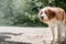 thirsty st. bernard dog drinking from white bowl outdoors in hot summer day