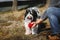 Thirsty Tibetan terrier dog drinking water from the bottle his owner, active life, friendship and care