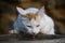 Thirsty white cat drinks water from a stone bowl