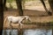 Thirsty wild white horse drinking water in a creek