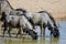 Thirsty Wildebeest enjoying a drink