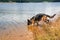 Thirsty wolf dog, refresh to the lake side