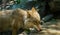 Thirsty wolf drinking water from pond