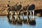 Thirsty Zebra and their reflections in water