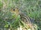 Thirteen-Lined Ground Squirrel in the Grass