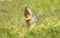 Thirteen-lined ground squirrel in grass