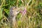 Thirteen-lined ground squirrel (Ictidomys tridecemlineatus)