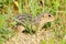 Thirteen-lined ground squirrel (Ictidomys tridecemlineatus)