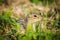 Thirteen-lined ground squirrel (Ictidomys tridecemlineatus)