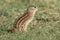 Thirteen lined ground squirrel in prairie