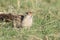 Thirteen lined ground squirrel with puzzled expression