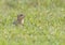 thirteen-lined ground squirrel sitting in grass