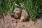 Thirteen-lined ground squirrel - Spermophilus tridecemlineatus