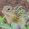 Thirteen-lined ground squirrel in the summer at the Crex Meadows Wildlife Area in Northern Wisconsin
