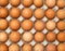 Thirty brown eggs background