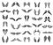 Thirty pairs of wings, graphic illustration