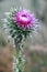 Thistle