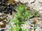 Thistle or acantholus close up