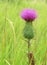 Thistle or acantholus close up