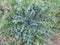 Thistle or acantholus - leaves