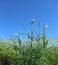 Thistle against clear blue sky