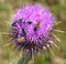 Thistle bees and insects