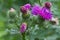 Thistle blooming closeup outdoor horizontal