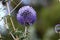 Thistle blooms in a city park in Israel