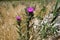 Thistle blooms in the meadow. Bright purple fluffy flower