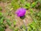 Thistle blooms purple in the garden