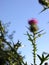 Thistle Blossom