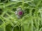 A thistle bud