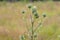 Thistle buds and flowers on a summer field.