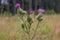 Thistle buds and flowers on a summer field.