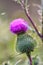 Thistle buds and flowers on a summer field. Thistle flowers is the symbol of Scotland.