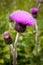 Thistle buds and flowers on a summer field. Thistle plant is the symbol of Scotland.