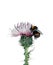 thistle and bumblebee. watercolor illustration isolated on white background. poster for use in interior design.