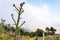 Thistle bush over clouds in Etna region