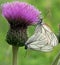 Thistle with butterflies