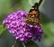 Thistle butterfly